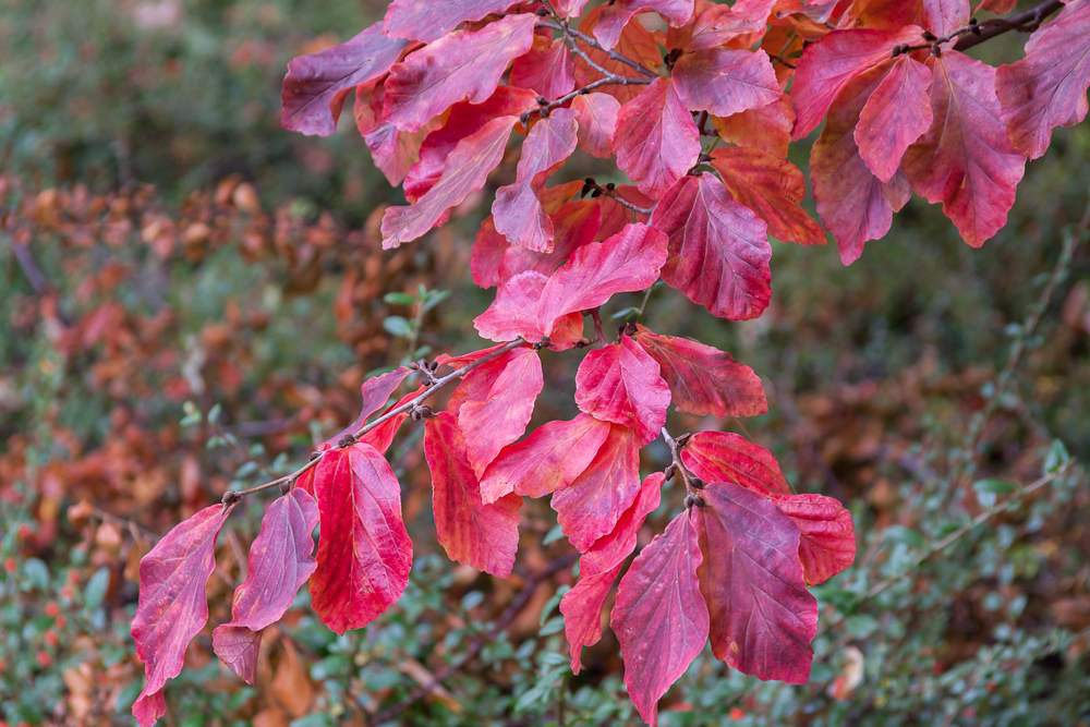 rotes Herbstlaub am Baum